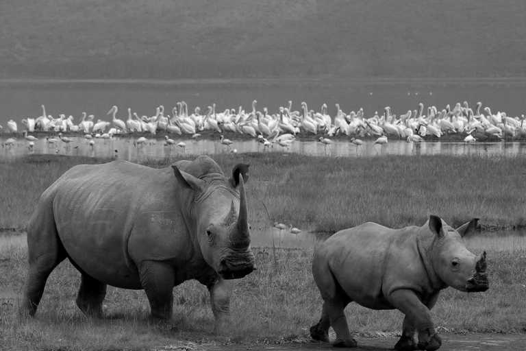Kenya - Lake Nakuru National park - Unforgettable Safari Experience: Maasai Mara, Lake Nakuru, and Amboseli Expedition in Kenya
