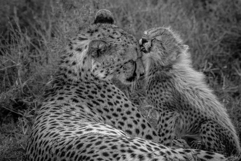Tansania - Tarangire National Park - Serengeti Migration Safari in Tanzania Africa - 3