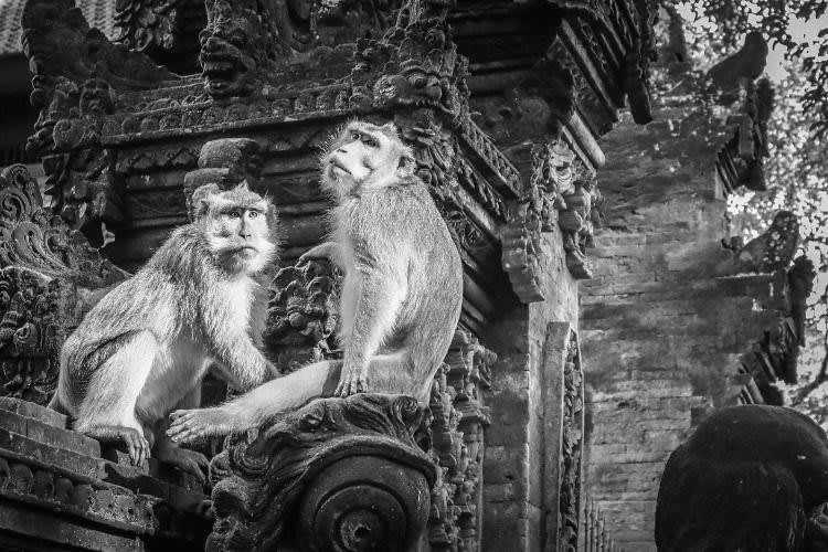 Indonesien - Monkey forest - Explore the best of Bali 🌴 Tropical paradise and more