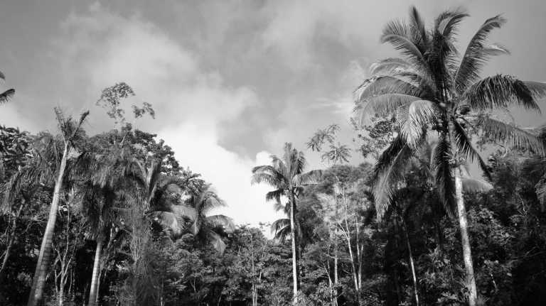 Philippines - Nagcarlan - Discover the Beauty of South Luzon's Tropical Rainforests: Your Tropical Getaway Near Manila, Philippines