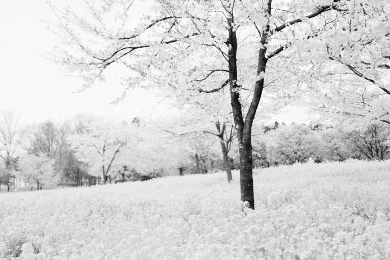 Japan - Yoyogi Park - Traveling In Japan 🇯🇵 Like Locals In: Tokyo, Osaka, Kyoto & Nara For 2 Weeks - 1