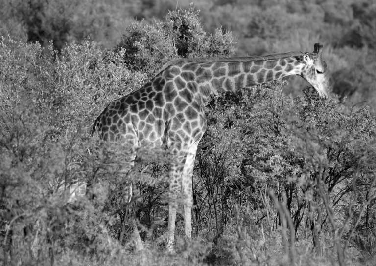 Kenia - 7 Days Best of Kenya Safari in Nairobi, Kenya: Explore Lake Elmenteita and Lake Nakuru to Maasai Mara - JoinMyTrip
