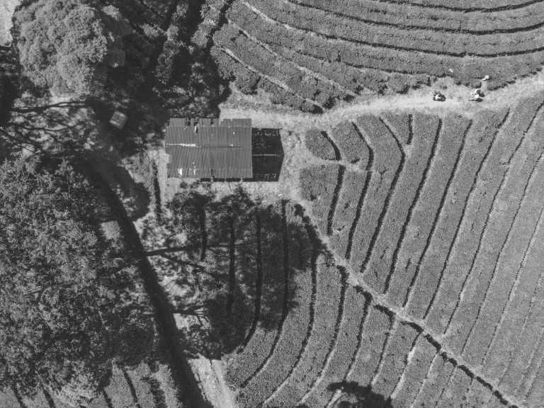 Indonesia - Sukawana Tea Plantation - Indonesian Adventure: Trekking from Tangkuban Perahu to Burangrang Mountain - A 4-Day Cultural Expedition - 2