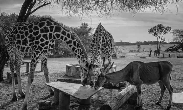 Eastern Africa - Mombasa - Escape to the Coast of East Africa - Mombasa and Zanzibar Island