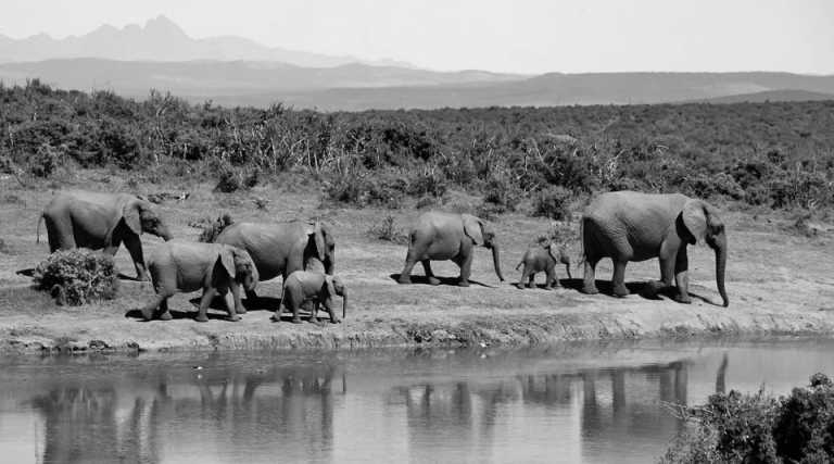 South Africa - Kruger National Park - ** SOUTH AFRICA FULL ROAD TRIP ** Explore the most breathtaking landscapes, unique wildlife, scenic roads and multicultural cities of The Rainbow Nation - 1