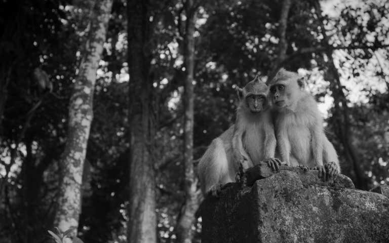 Indonesia - Explore Ujung Kulon National Park Wildlife and The Local Culture of the Baduy Tribe, Indonesia - JoinMyTrip