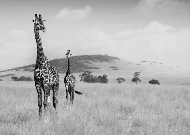 Kenia - Kenya Safari Adventure: Maasai Mara, Lake Nakuru, and Amboseli Expedition for an Unforgettable Safari Experience - JoinMyTrip