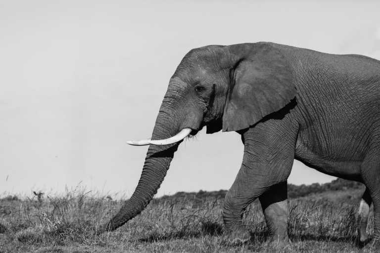 Tanzania - Arusha National Park - Affordable  Safari & Trekking in Tanzania - 2