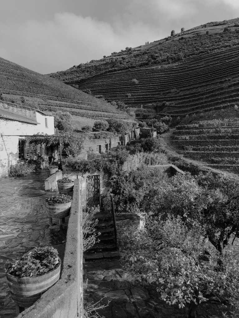 Portugal - Douro - 5-day City Trip to Porto: Charming Culture, Colorful Architecture, Authentic Food, and Amazing Wine 🇵🇹🍷 - 1