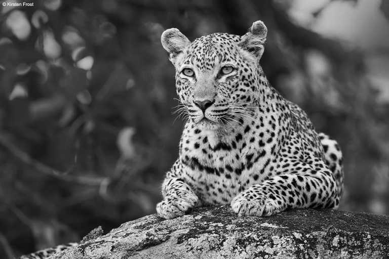 Subsahara-Afrika - Botswana Safari Experience: 4x4 Safari Trip in Botswana’s Majestic Parks - JoinMyTrip