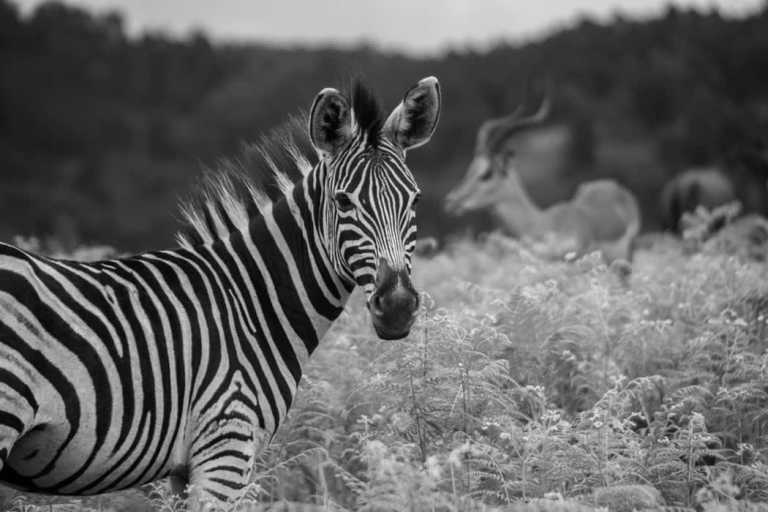 Subsahara-Afrika - Roadtrip durch Swaziland und Botsuana - JoinMyTrip