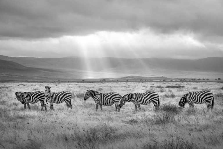 Tansania - 4 Day Safari Adventure in Tanzania: Serengeti, Ngorongoro, Lake Manyara, Africa - Small Group - JoinMyTrip