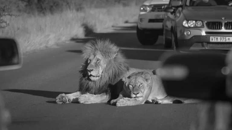 Südafrika - Kruger Self-Drive Safari: 6 nights/ 7 days-2000 km - JoinMyTrip