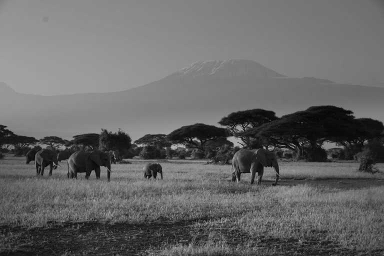 Kenya - Amboseli National Park - Epic Budget Safari: Amboseli, Hell’s Gate, Lake Naivasha, Nairobi National Park