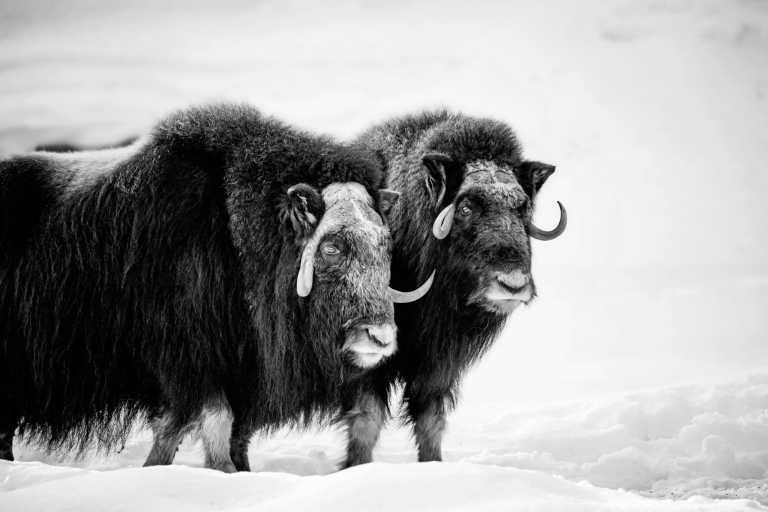 Greenland - Kangerlussuaq - Polar Expedition: A Greenland Adventure Beyond the Ice
