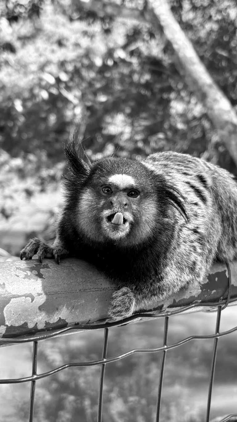 Indonesien - Monkey Forest Bungalow - Heaven on Earth-Surf-Yoga-Snorkeling-Festivals in Bali