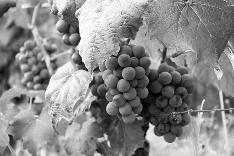 Mexico - Baja California - Work Remotely from the Baja California, Mexico Wine Route - 2