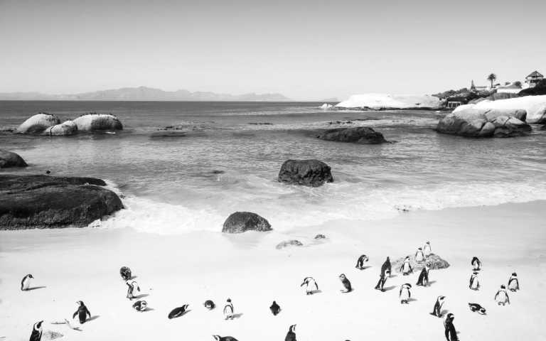 South Africa - Excursion to Alluring Cape Town - Wine, Peninsula & Hop on, Hop off bus tours - JoinMyTrip