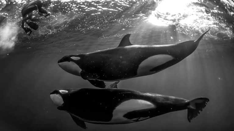 Norwegen - Snorkel with Orcas in Norway - JoinMyTrip