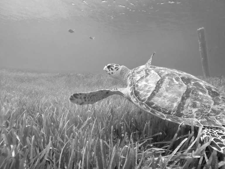 Turks and Caicos Islands - Budget Turks and Caicos Trip - female only! - JoinMyTrip