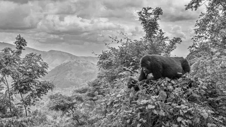 Uganda - Gorilla And Wildlife Safari Trip In Uganda - JoinMyTrip