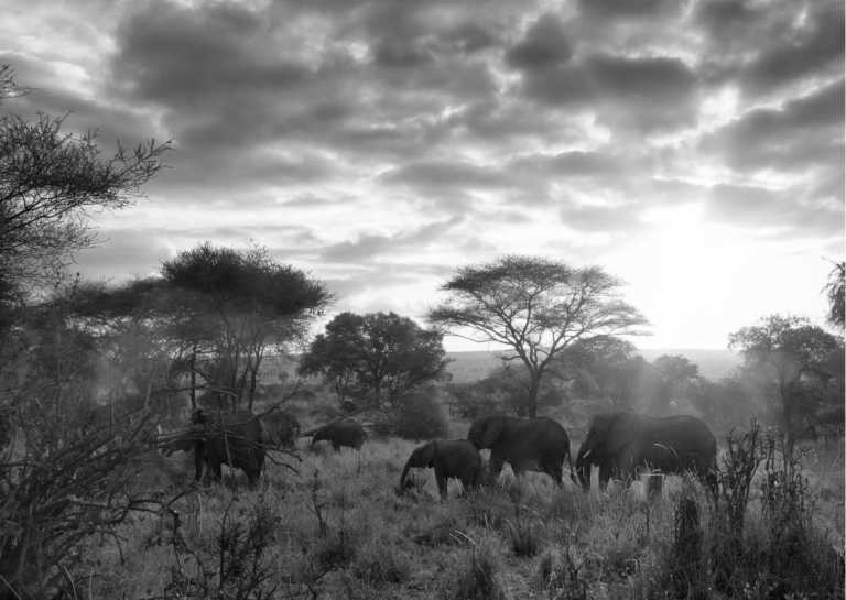 Tansania - Exploring the Enchanting Masai Land of Tanzania: Uncover its Rich Culture and Wildlife Wonders - JoinMyTrip