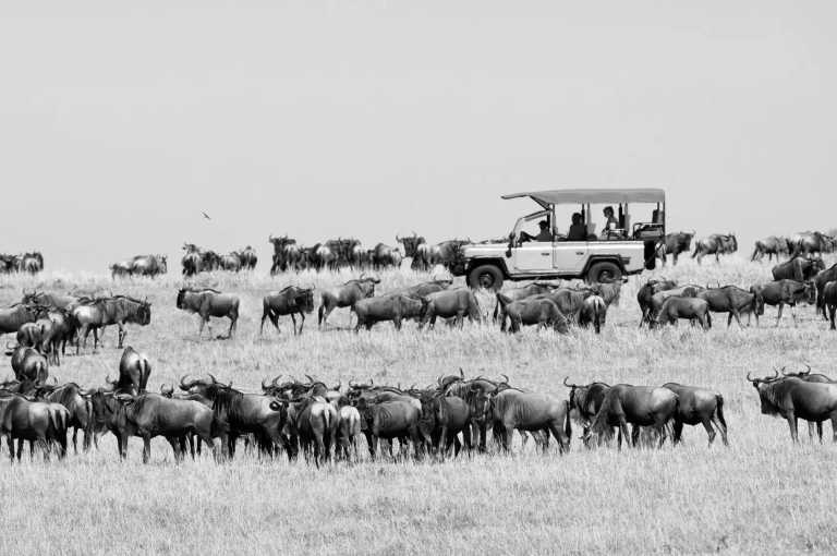 Tansania - Tanzania: following the great migration - JoinMyTrip