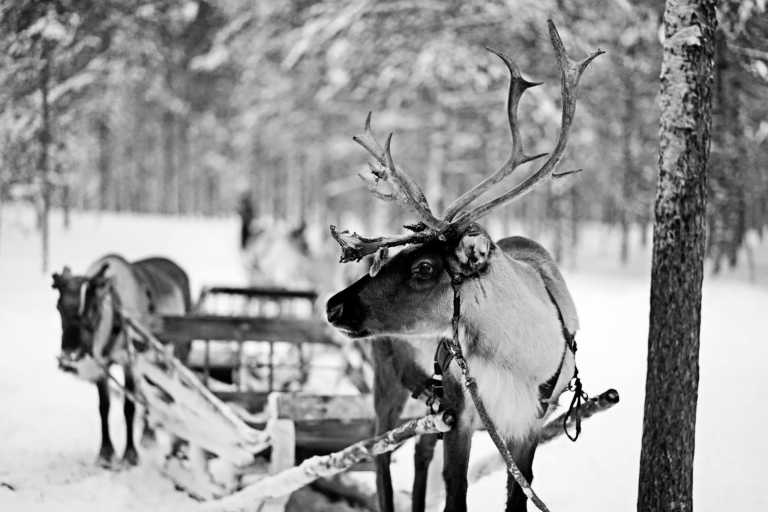 Finland - Santa Claus Village - FINLAND Dreamland:🎅 Santa Claus Village, 🦌 Reindeer Sledding, Finnish Sauna, and ❄️ Icebreaker Cruise! - 3