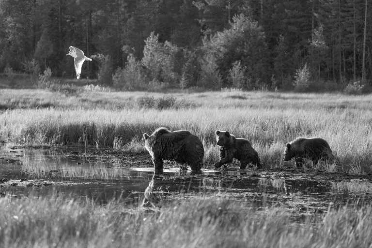 Northern Europe - Breath-taking Lapland Safari for a week in the Lands of the Midnight in Northern Europe - JoinMyTrip