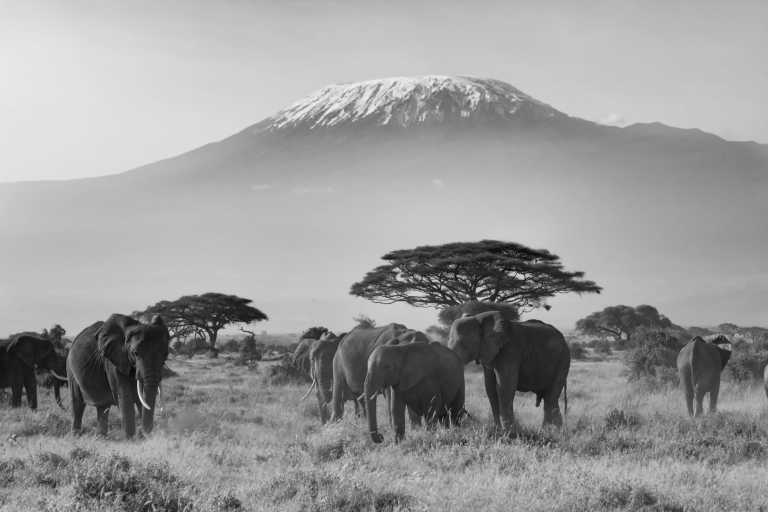 Tanzania - An Incredible 12 Days trip in Tanzania Safari and Mount Kilimanjaro - JoinMyTrip