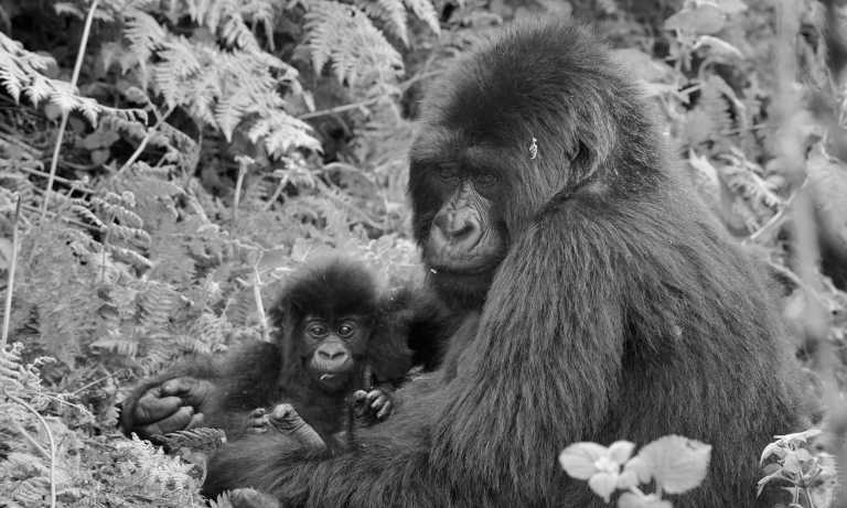 Uganda - Uganda: 🦍 Hike to wild Mountain Gorillas, 🦏 Track Rhinos, 🌅 Lake Victoria cruise, White water rafting, Stand on the equator line & visit Entebbe, Kampala & Jinja towns - JoinMyTrip