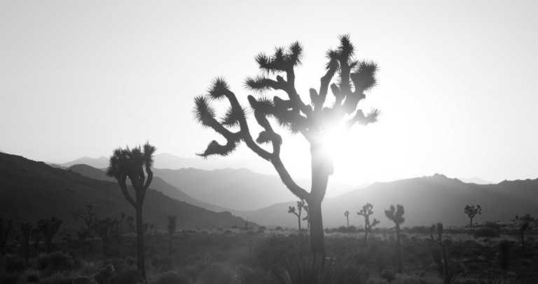 Vereinigte Staaten - Joshua-Tree-Nationalpark - Kalifornien Rundreise  - 1
