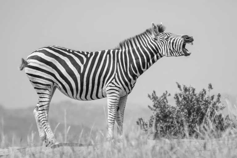 Tanzania - Arusha National Park - Affordable  Safari & Trekking in Tanzania - 1
