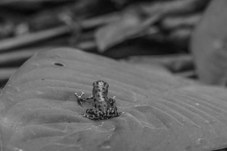 Panama - Endless Summer Co-Working in Panama City, Central America: 2-Week Retreat ☀️🌴 - JoinMyTrip