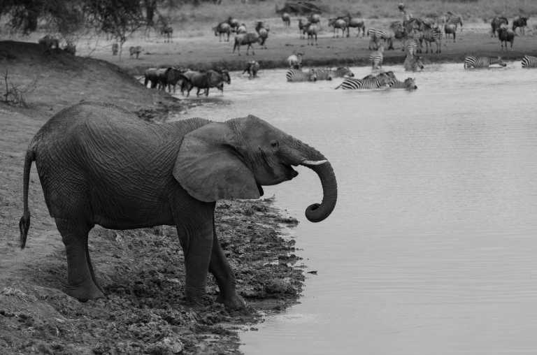 Tanzania - Serengeti National Park - 6 Days Tanzania Safari to Tarangire, Serengeti and Ngorongoro Crater