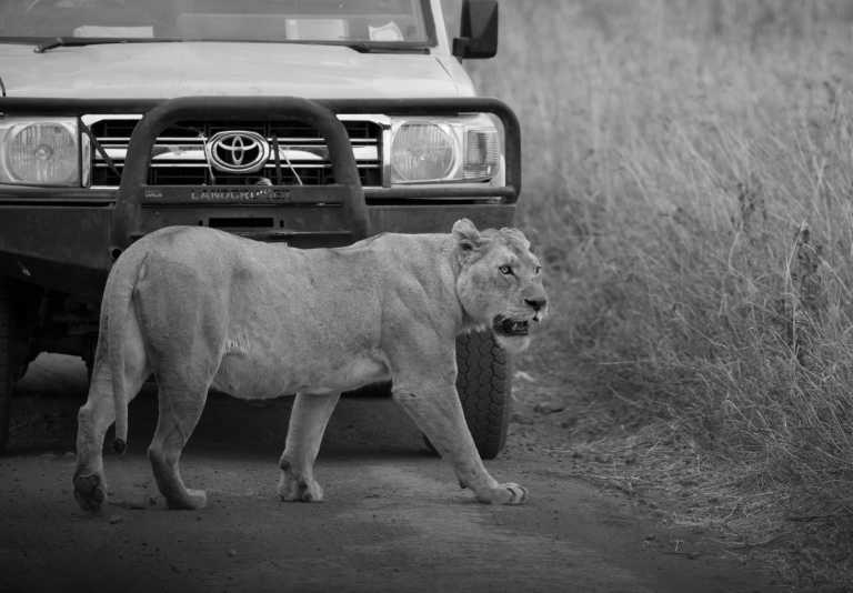 Tansania - Safari In Tanzania: Create Best Wildlife Experience - JoinMyTrip