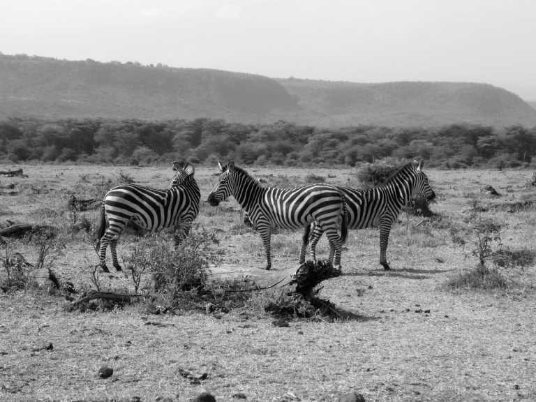 Tanzania - Lake Manyara National Park - Join to One of The Best African Safari Trips in Tanzania