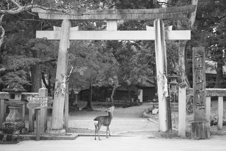 Japan - Nara - Join 10 days of Local Tour in Japan: Tokyo, Osaka, Nara, Kyoto🇯🇵
