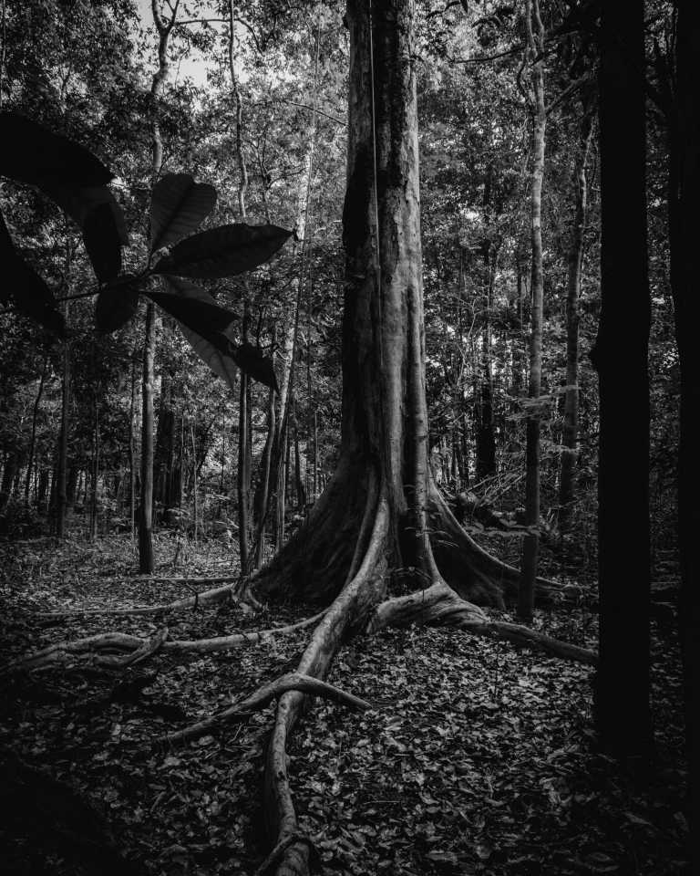Brazil - Amazon Rainforest - Spiritual Retreat in the Heart of the Amazon Rainforest 🌳 - 2