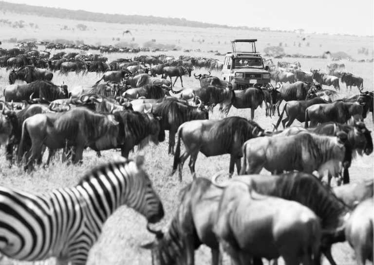 South Africa - African Wildlife Weekend Getaway: Embark on an Unforgettable Safari Experience - JoinMyTrip