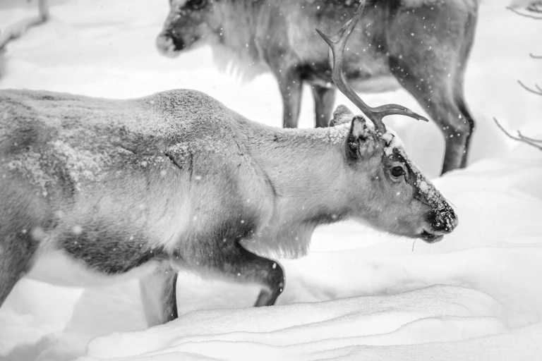 Finland - Rovaniemi - Chasing Northern Lights 🌌 through Finnish Lapland 🎄🧑‍🎄❄️🫎 - 1