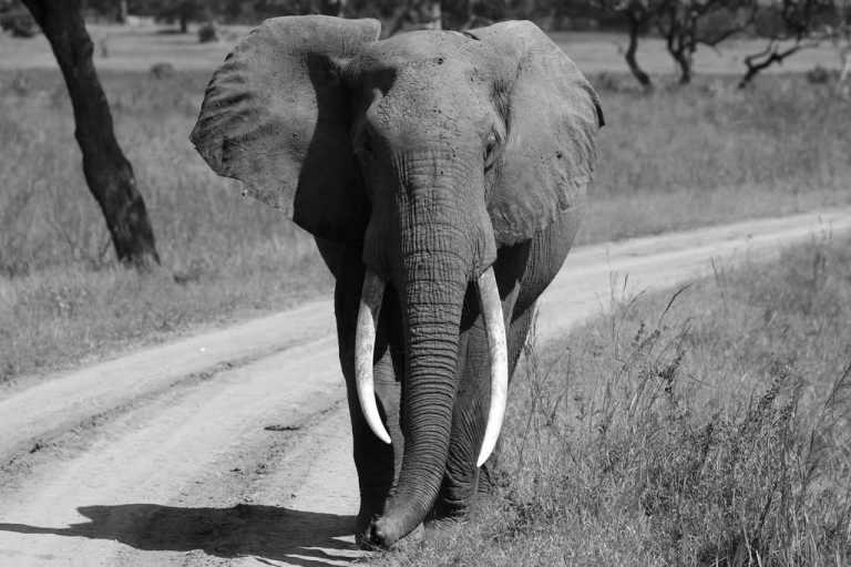 Tansania - Lake Manyara National Park - Culture &Wildlife experience in Tanzania. - 1