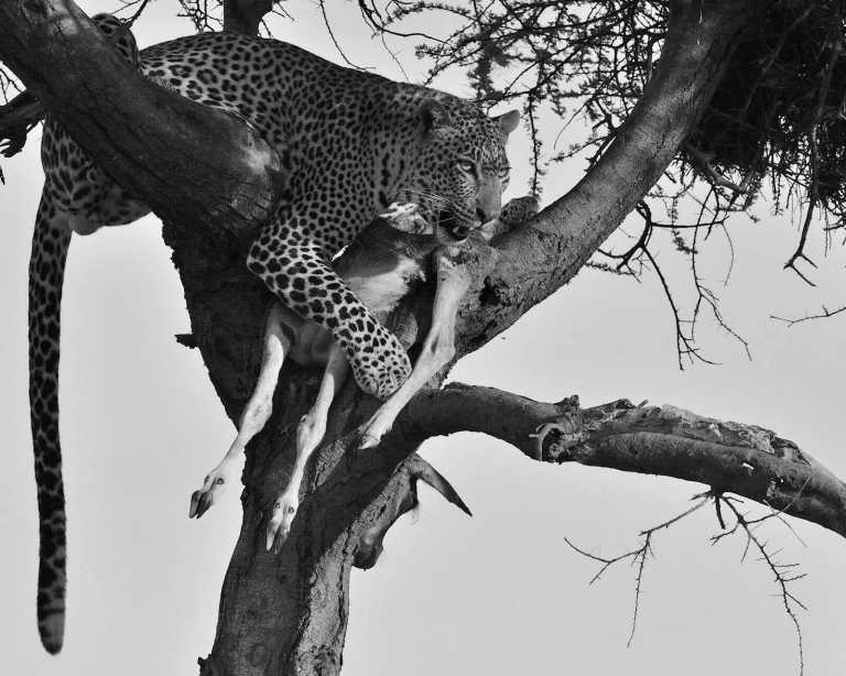 Tanzania - Ngorongoro Conservation Area - 4 Day Tanzania Safari to Serengeti National Park and Ngorongoro Crater