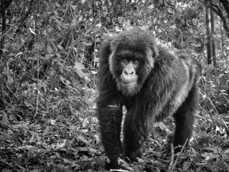 Uganda - Wild Encounters: Gorilla and Chimpanzee Trekking Adventure in Uganda - JoinMyTrip