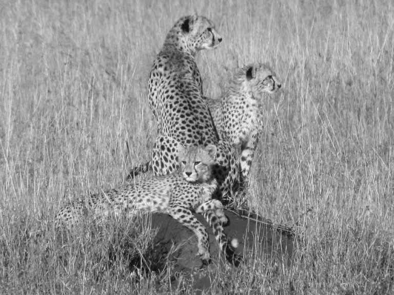 Tanzania - Tarangire National Park - 5 Days Tanzania Safari to Tarangire, Serengeti and Ngorongoro Crater