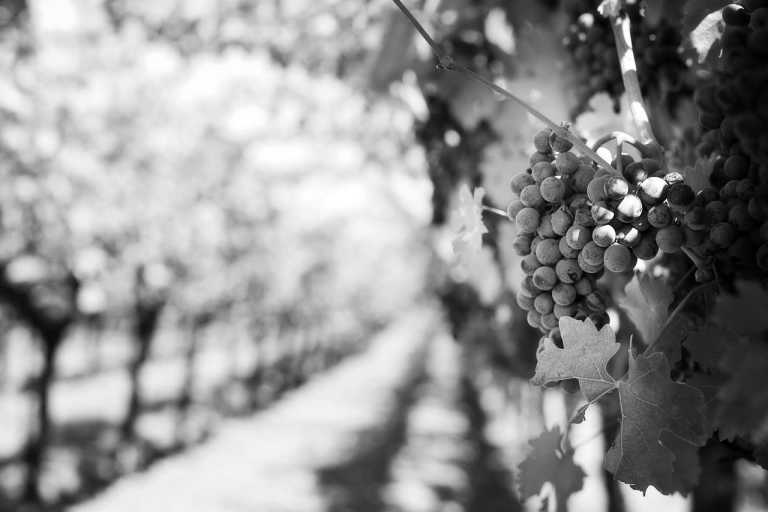 Italy - Val di Mello - “LA DOLCE VITA”  Among Wine Tasting Wellness Centre and Outdoor Experiences - 1
