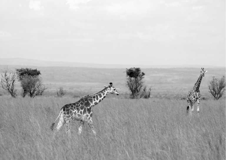 8 day Murchison falls safari Explore the best of Uganda Travel