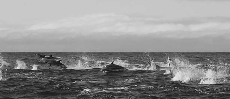 Portugal - Lajes do Pico - Azores - meet biggest whales & wild dolphins in their natural habitat  🐋