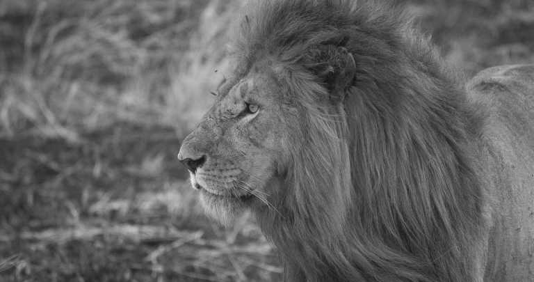 Subsahara-Afrika - Savuti - Victoria Falls & Botswana Parks