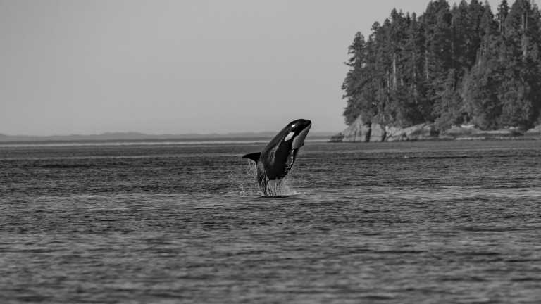 Spanien - Orca Expedition in the Stunning Strait of Gibraltar, Spain - JoinMyTrip